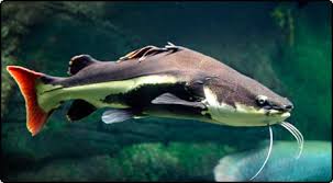 Ikan hias pun ternyata ada yang predator tapi ikan tersebut tetap bisa disimpan di akuarium sebagai hewan peliharaan. Ikan Hias Predator Air Tawar Iwakgalak