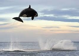 Check spelling or type a new query. So Long And Thanks For All The Fish Snopes Com