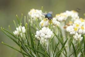 6 jenis, cerita mitos dan kiasan kata yang menarik. Edelweis Bakal Dibudidayakan Di Kaki Gunung Rinjani