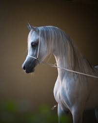 Arabian Is The Most Beautiful In The Horse World Arabische Pferde Schone Pferde Pferde