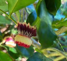 Image result for Napoleonaea