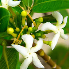 Image result for Tabernaemontana odoratissima