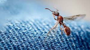 نتیجه جستجوی لغت [flying] در گوگل