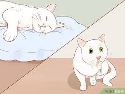Suhu badan yang tinggi memang dapat membantu kekebalan tubuhnya agar berfungsi lebih efektif, namun demam. 3 Cara Untuk Mengetahui Apakah Kucing Sedang Sakit Wikihow