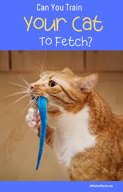 When it brings a dead rodent toss it away. How To Train Your Cat To Fetch Like A Pro Proven Tips And Tricks Cat Training Cats Kitten Care