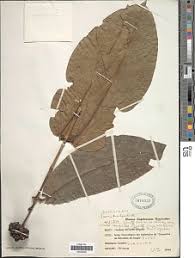 Image result for Ixora kalehensis