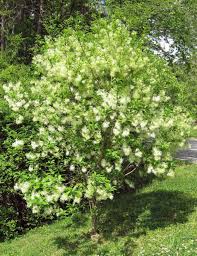 Image result for Chionanthus