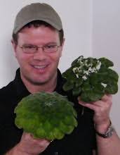 A Passion for Petrocosmea: The Three Petrocosmea minors