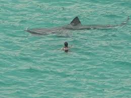 Download in under 30 seconds. Is The Megalodon Shark Alive Today No And Here S Why