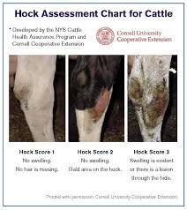 Image result for hoof disease chart for cow