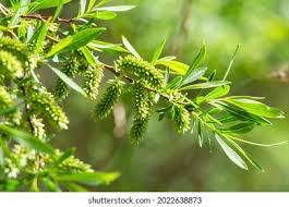 Image result for Wiesneria