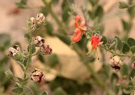 Image result for Kalaharia uncinata