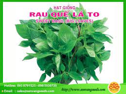 Hạt Giống Rau Quế La To Cong Ty Hạt Giống Sen Vang