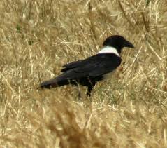 Bird Photos Birding Sites Bird Information Pied Crow Wheat Fields Cape Town South Africa Wheat Fields Bird Photography Bird Photo