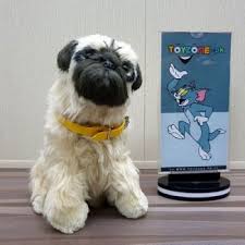 Buy Pug Dog - Best Price in Pakistan (July, 2024) | Megashop