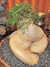 Image result for Kedrostis africana