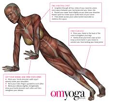 Plank Pose Utthita Chaturanga Dandasana