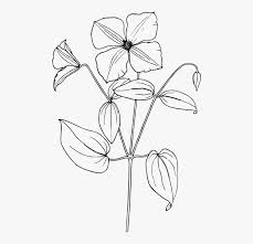 Trillium Drawing Flower Sampaguita Flower Drawing Easy Hd Png Download Kindpng Collection of sampaguita drawing easy. sampaguita flower drawing easy hd png