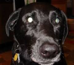 What Is Pra Or Progressive Retinal Atrophy Top Lap Dogs