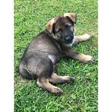 Read about german shepherd dog breed to research and find out more about this breed. German Shepherds Puppies 800 In Lexington Kentucky Puppies For Sale Near Me