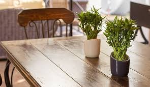 We did not find results for: How To Care For Indoor Bamboo Plants Best Tips Garden Mandy
