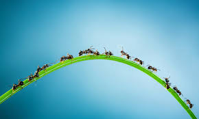 killing and deterring ants
