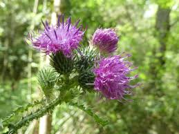 Image result for Carduus