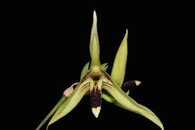 Image result for Bulbophyllum sp. nov