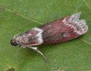 Image result for Cryptoblabes bistriga