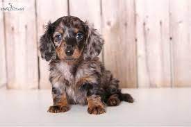 We did not find results for: St Louis Craigslist Pets Nar Media Kit