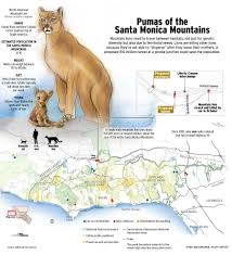 News The Orange County Register Mountain Lion Lions Santa Monica Mountains