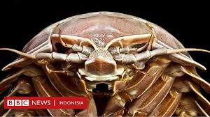Dimana serangga tersebut melakukan berbagai gerakan, tumbuh, berkembangbiak, peka terhadap lingkungan dan mengadakan proses metabolisme. Peneliti Lipi Temukan Hewan Mirip Kecoak Berukuran Raksasa Di Selat Sunda Bbc News Indonesia