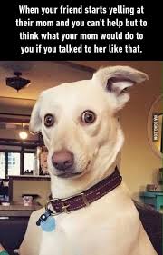 Me As A Kid Funny Dog Memes Funny Memes Comebacks Funny Animal Pictures
