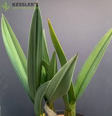 Image result for Eulophia petersii