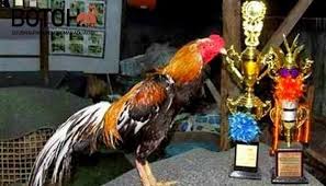 Inilah Daftar Hasil Silangan Ayam Aduan Dengan Hasil Terbaik Pemuliaan Ternak Ayam Jenis Bangkok