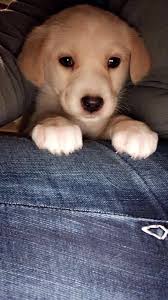 Kyle Badger (@KyleBadger3)