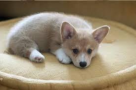 Maybe you would like to learn more about one of these? Welsh Corgi For Sale Under 500 Top Quality Pembroke Welsh Corgi For Sale Corgi Puppies For Sale Yorkie Puppy For Sale Puppies For Sale