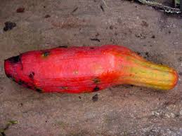 Image result for Coccinia mildbraedii