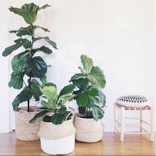 A small croton plant with lemon yellow spots on dark green leaves found at home depot for $3.99 was potted in a smaller birch bark planter. 15 Indoor Plant Display Ideas That Are Borderline Genius Plant Display Ideas Indoor Plants House Plants Indoor