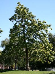Image result for Catalpa