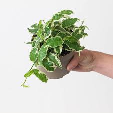 Image result for Fuirena sagittata