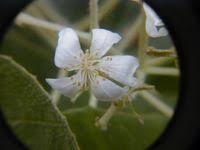 Image result for Carpodiptera africana