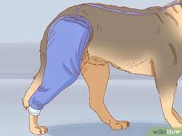 The best way to get your pet to stop is to. 3 Simple Ways To Keep A Dog From Licking A Wound Wikihow Pet