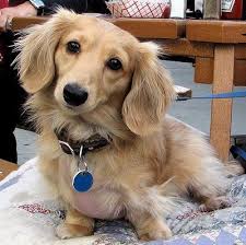 10 Cute Dachshunds To Make You Grin Blonde Dachshund Long Haired Dachshund Weiner Dog