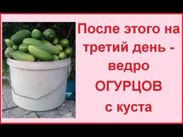 уход за огурцами в открытом грунте от посадки до урожая Esli Etim Polit To Budet Horoshij Urozhaj Ogurcov Smotret Do Konca Final Neozhidannyj Youtube Ogorod Ogorodnichestvo Ovoshnye Gryadki
