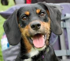 Black And Tan Shiba Inu Dachshund Mix Cady The Dachshund Black And Tan Coonhound Dachshund Dachshund Pictures Dogs