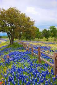 Marlin, i bought a plant from you several years ago that is a kind of bushy. 21 Best Places To Visit In Spring Break In The Us In 2021 Hike N Dip Beautiful Landscapes Beautiful Nature Landscape