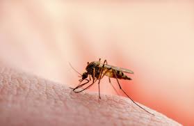 Seit 1950 weiss man von verschiedenen ausbrüchen in afrika, asien, im mittleren osten und im mittelmeerraum. How To Tell If You Have Coronavirus Or West Nile Virus South Florida Sun Sentinel