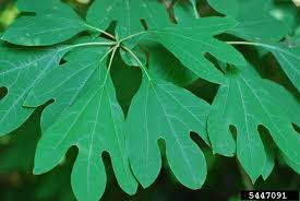 Take the leaves of the sassafras, for example. Laurel Wilt Study Looks At Disease Impact To Sassafras Trees Us Forest Service