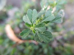 Image result for Amaranthus blitum